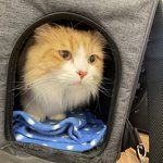 <b>괭이</b>