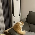 <b>괭이</b>