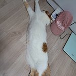 나의 동거묘 도칠이 눕방쇼..