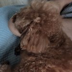 <b>녹초</b>가 됐당ㅠ