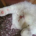 우리집에도 <b>고영희</b>씨가 산다