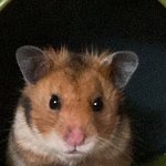 [귀여운<b>동물</b>] 얘들아 우리집 햄스터 좀 자랑해도 됨??