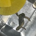 고등학교서 또 개구리 <b>사체</b> 나와 교육청 조사 돌입