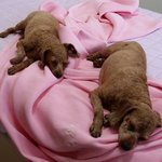 덥지. 털 <b>이</b>뿌게 잘라줄게 <b>애기</b>들앙