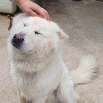 [귀여운<b>동물</b>] 시골집에서 만난 시골개