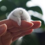 작고 소중한 <b>특급</b> 귀요미