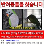 [이것좀봐줘] 저희 집 앵무새를 찾아주세요 사례금 50만원