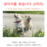 강아지 두마리 찾습니다 ㅜㅜ <b>경주</b> 산내면입니다..