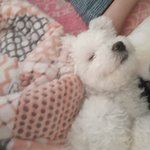 [19] 야 이거 <b>두</b><b>줄</b>임?