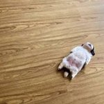 [군대] 더워서 누워있는 <b>짱</b>구기