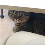 곰이와 여우 일상18