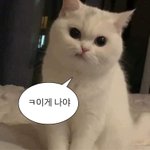 [댓글부탁해] 진짜 열심히사는 갓생살고싶은데 머해야하지