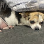 아 <b>시바</b> 우리 강아지 개귀여움