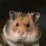 [귀여운<b>동물</b>] 나 햄스터 자랑글 쓰닌데 사진 더 올렸어!!