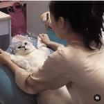[귀여운동물] 냥이 <b>집사</b>중 안해본 사람이 없다는 그거