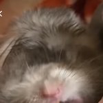 햄스터 <b>이빨</b> 안 닦나 ㅉㅉ
