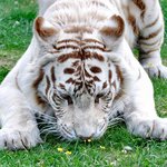 꽃향기 맡는 <b>동물</b>들