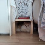 우리집멍냥이들6