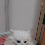 개를 찾습니다. (효자도, 원산도, 대천항 근처에 사시는 분들 꼭...