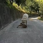 유투브에 아기 고라니 학대를 하는 풍산개 영상이 올라왔습니다.