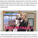 유기 동물에 진심인 연예인들