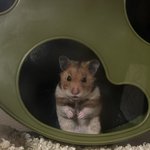 [귀여운동물] 나 갱스터 <b>엄마야</b>!