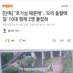 톡선 오리 떼죽음 <b>범인</b> 10대 형제