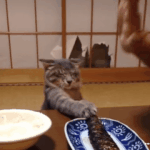 <b>생선</b>  고양이