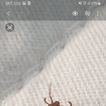 이거 살인<b>진드기</b>인가요? 제발 도와주세요