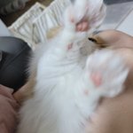<b>괭이</b> 발
