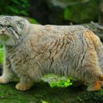 까꿍 표정 넘나 <b>다양</b>한 마눌고양이