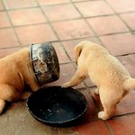 욕심 부린 동물들의 <b>최후</b>