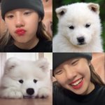 <b>리정</b> 강아지 쌍커풀 귀여워
