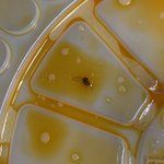 마라탕집 수저가 <b>검정</b>색인 이유