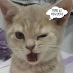 [댓글부탁해] 난 오늘부터 극P에서 J로 바꾼다