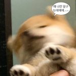 [댓글부탁해] 댓글좀 달라<b>주랑</b>!!!!