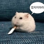 <b>짬털</b> 조카 잡아뜯고싶다 개박침