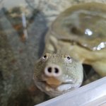 [드루와] 키우는 반려<b>동물</b> 자랑해주라!!