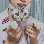 위아이 <b>숙소</b>에 고양이 개귀여움