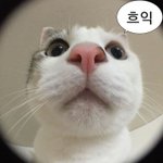 너네 얼굴취향 둘중에 뭐야