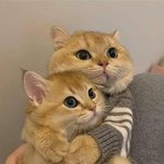야