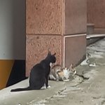 [댓글부탁해] 중2인데 기말 망한거 같음?