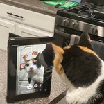 [추반] 아랍상 <b>vs</b> 두부상