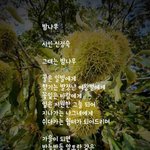 <b>시인</b> 신정숙의 '밤나무'