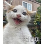 얘들아 나 반대박고 이상한 댓 다는 앤데