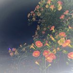 [드루와] 어하루 과<b>몰입</b> 또 시작…