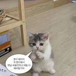 [드루와] 한국사 배우는 중3있냐