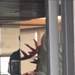 뷔 박보검 같이 <b>다님</b>