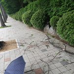 썩은나무떨어짐으로 인한 경기도 고양시 <b>일산서구</b> 대산로에서의 피해