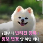 <b>강쥐</b> 키우는집 이거봐